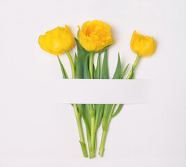 Three yellow tulips with white copy space.