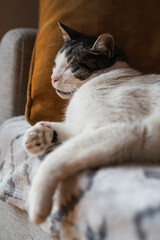 Vertical portrait of beautiful domestic cat sleeping on couch while resting its head on a pillow like a human. Pet resting on furniture. Selective focus on animals face.