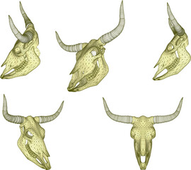 sketch vector illustration of a cow skull with horns