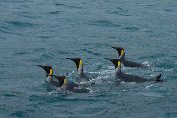 King penguins swimming on the water