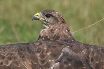 Obraz premium A portrait of a Common Buzzard in a meadow protecting its prey 
