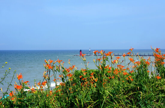Blooming Orange Lilies and Distant South Haven Lighthouse