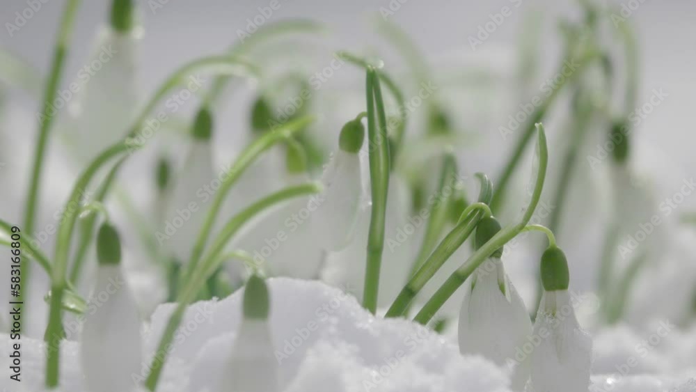 Wall mural Tiny snowdrops flowers growing on snow and waving on the wind