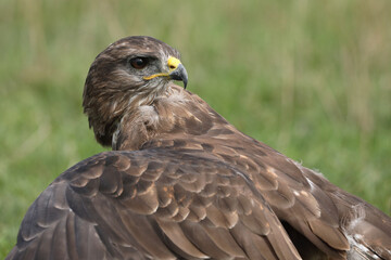 A portrait of a Common Buzzard in a meadow protecting its prey
