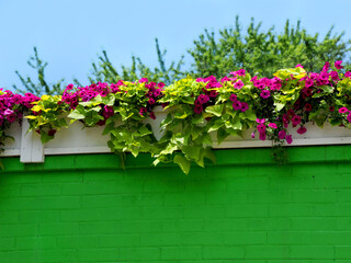 Fototapeta na wymiar Border of Pink Pentunias on Green Brick Wall