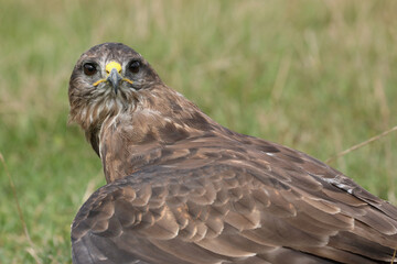 A portrait of a Common Buzzard in a meadow
