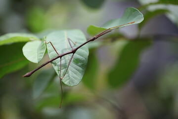 stick insect walking on the leaf - Powered by Adobe