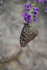 butterfly on a flower