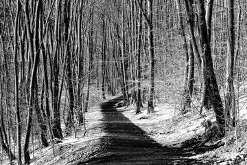 orest path in Iserlohn Sauerland Germany on a sunny and frosty day after heavy snowfall. Winter...