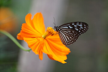 monarch butterfly on flower