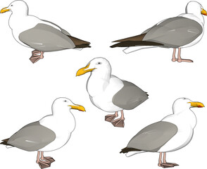 sketch vector illustration of a seagull on the beach