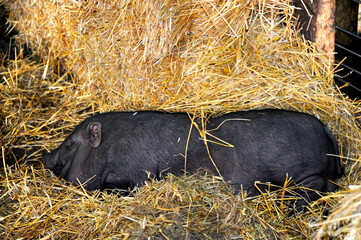 Hay Surrounds Pot Bellied Pig