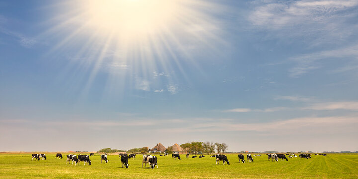 Panoramic typical Dutch landscape with a meadow with cows and farm with sunlight
