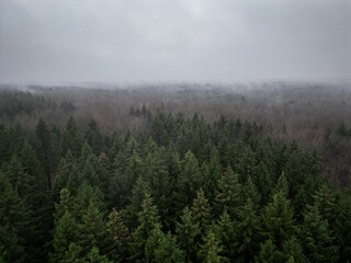 Aerial photo of pine forest