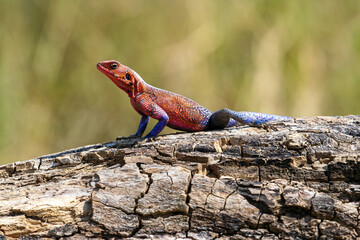 A Agama Mwanzae is taking a sunbath