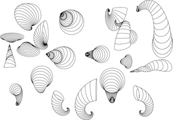 sketch vector illustration of colorful sea shells