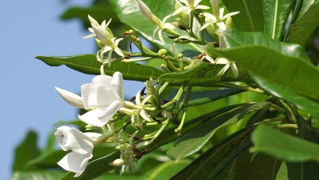 Cerbera odollam (also called pong pong tree, Cerbera manghas, sea mango, bintaro) on the tree. The leaves and the fruits containt poison. People used the sap of the tree as a poison for animal hunting