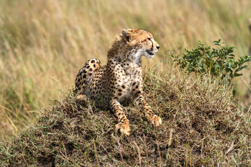 Cheetahs in the savannah of africa