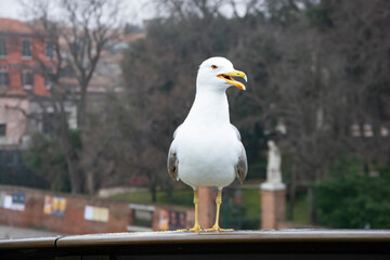 seagull on a post
