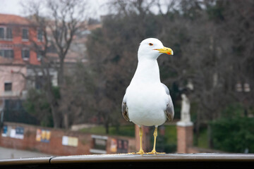 seagull on the pier