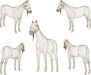 sketch vector illustration of tame horse on nature farm