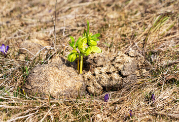 Spring flower sprouts on cow manure
