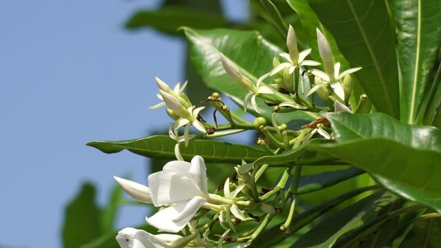 Cerbera odollam (also called pong pong tree, Cerbera manghas, sea mango, bintaro) on the tree. The leaves and the fruits containt poison. People used the sap of the tree as a poison for animal hunting