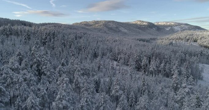 Drone view over forested snowy landscapes in a daytime