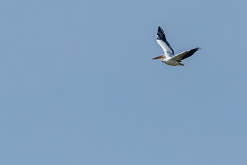 Great White Pelican in flight