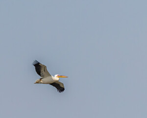 Great White Pelican flying