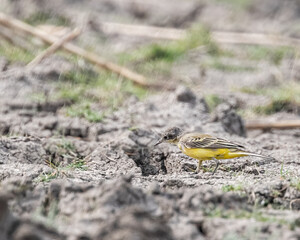 A Yellow Wagtail