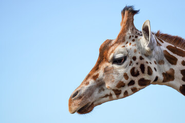 Giraffe's head against the blue sky