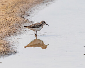 A Temminck Stint