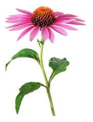 Echinacea flower for homeopathy, transparency background	 - obrazy, fototapety, plakaty