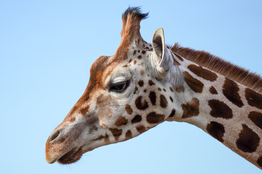 Giraffe's head against a clear blue sky