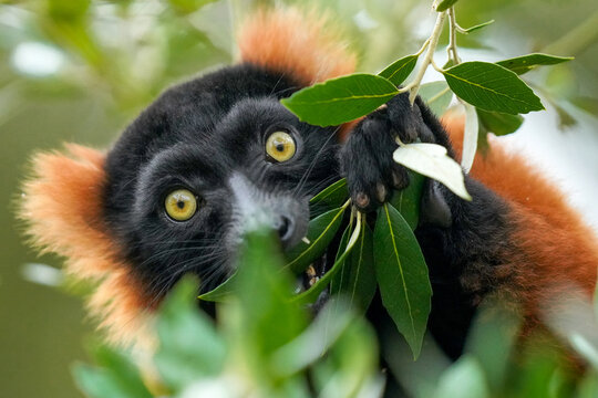 Selective focus of a Red ruffed lemur eating leaves in the wild