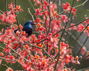 A purple sunbird in orange flowers