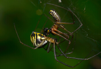 Male and female filmy dome spiders, Neriene radiata, mating on a web