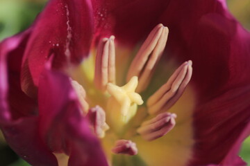 Fototapeta na wymiar close up of a tulip