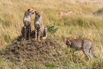 Fototapety na wymiar - Fototapeta24.pl