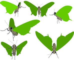 Vector sketch illustration of a flying butterfly