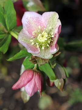 Closeup of a Lenten Rose bloom in early Spring sunshine, Derbyshire England
