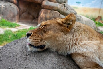 Closeup of a lion sleeping on a rock at the Rosamond Gifford Zoo