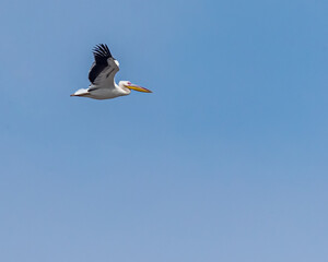 Fototapeta na wymiar A Great White pelican in flight