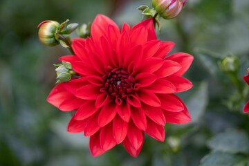 Closeup of a red dahlia flower growing in a garden with a blurry background
