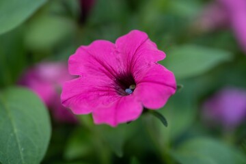Selective focus of a surfinia growing in Swan Lake Iris Garden on a sunny day