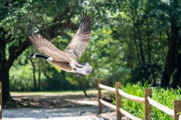 Brent goose (Branta bernicla) in motion near the Swan Lake Iris Gardens in Sumter, South Carolina