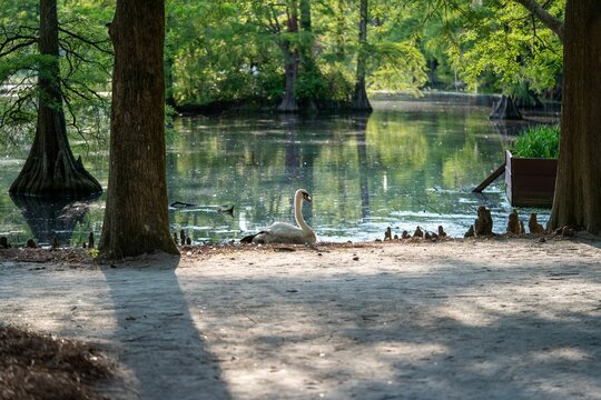 Landscape of the swan lake Iris Gardens park in the daylight in Sumter, South Carolina