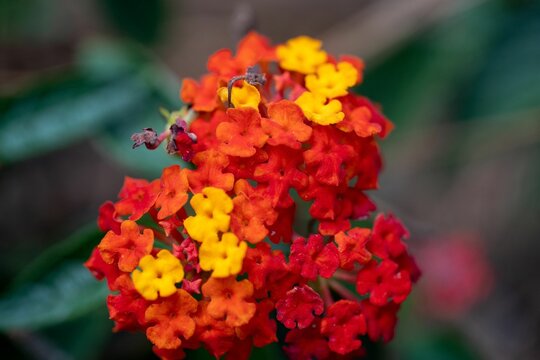 Closeup shot of Lantana flowers in the park in Sumter, South Carolina