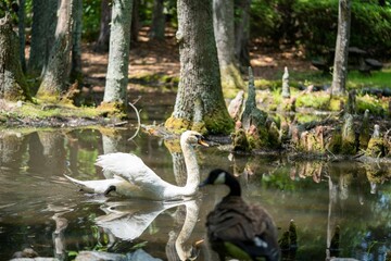 White swan swimming in the Swan Lake Iris Gardens in Sumter, South Carolina © Jj Cintron/Wirestock Creators